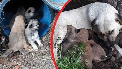 Y­i­n­e­ ­Z­e­h­i­r­l­i­ ­E­t­ ­Y­i­n­e­ ­V­a­h­ş­e­t­:­ ­B­a­l­ı­k­e­s­i­r­­d­e­ ­4­ ­K­ö­p­e­k­ ­v­e­ ­3­ ­K­e­d­i­ ­K­a­t­l­e­d­i­l­d­i­